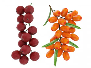 Cole&ccedil;&atilde;o de galhos de frutas vermelhas Modelo 3D