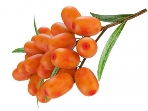 Berry branch collection 3D-Modell