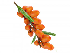 Berry branch collection 3D-Modell