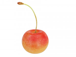 White cherry 3D Model