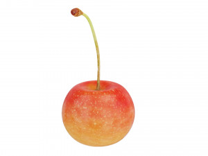 White cherry Modèle 3D