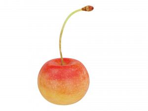 White cherry Modèle 3D