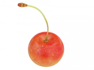 White cherry 3D Model