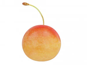 White cherry 3D Model