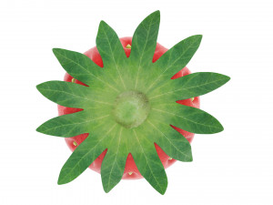 Strawberry Collection Modello 3D