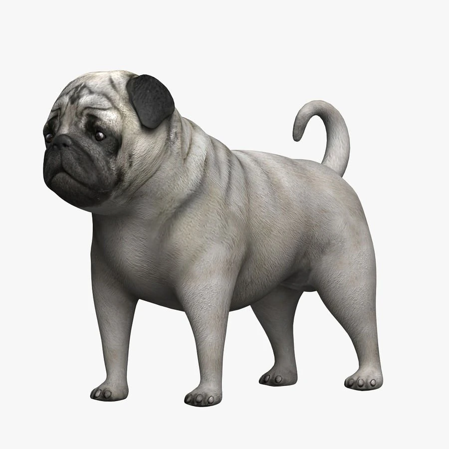 mops 3D Model .c4d .max .obj .3ds .fbx .stl .blend 
