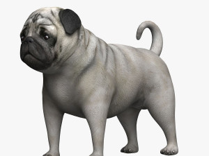 mops 3D Model