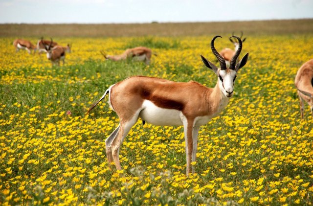 antelope CG Textures .c4d .max .obj .3ds .fbx .stl .blend 