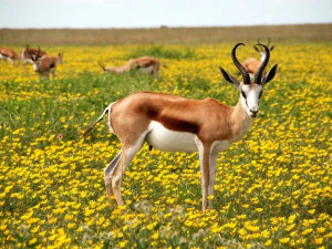 antilope CG Texturen