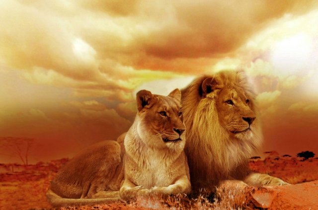 lions 3D Модель .c4d .max .obj .3ds .fbx .stl .blend 