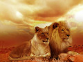 lions 3D Assets