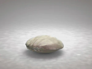 clamshell with a pearl 3D Model