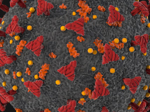 corona virus - covid 19 3D मॉडल