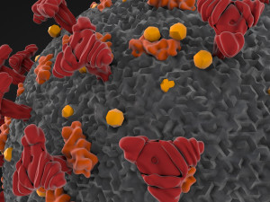 corona virus - covid 19 3D मॉडल