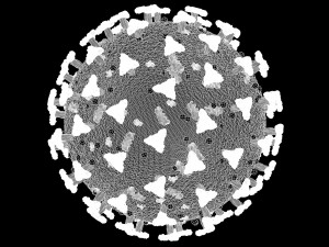 corona virus - covid 19 3D मॉडल