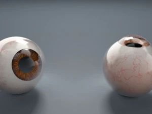 eyeball - brown 3D Model