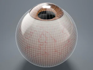 eyeball - brown 3D Model