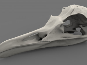 realistic bird skull Model 3D