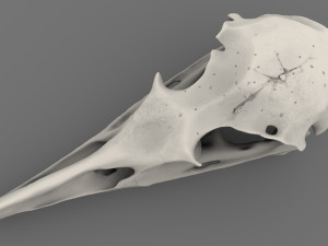 realistic bird skull Modelo 3D