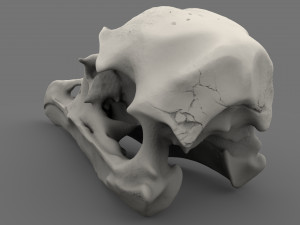 realistic bird skull Modelo 3D