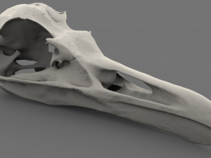 realistic bird skull Modelo 3D