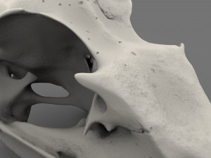 realistic bird skull Modelo 3D