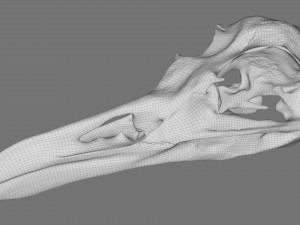 realistic bird skull Modelo 3D