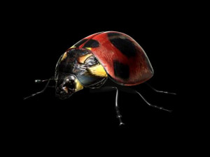 ladybug 3Dモデル