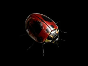 ladybug 3D Model