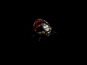 ladybug 3D Model