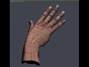hand 3D Model