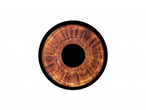 eye 3d low poly model Model 3D