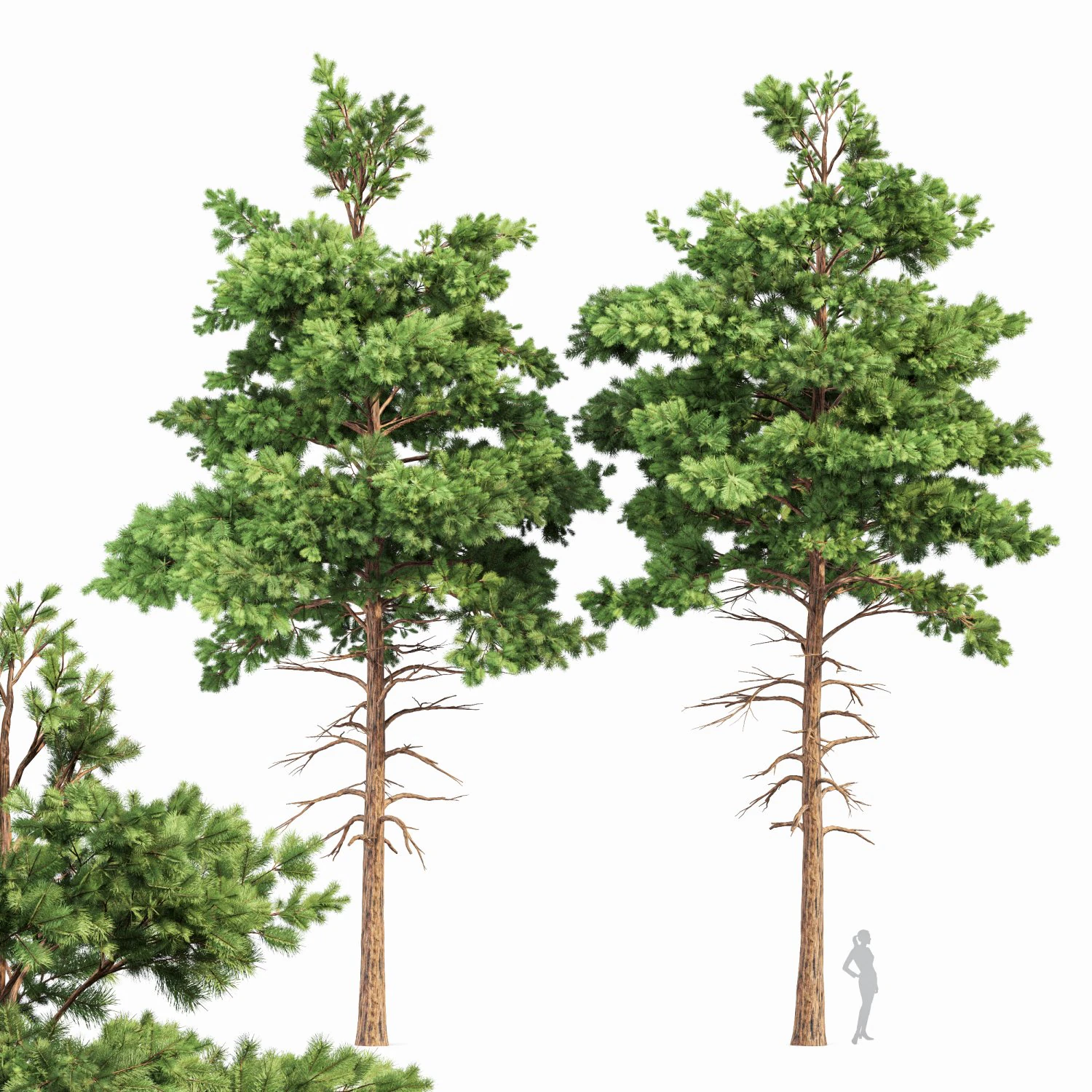 pine 2trees planting whaite 3D Model .c4d .max .obj .3ds .fbx .stl .blend