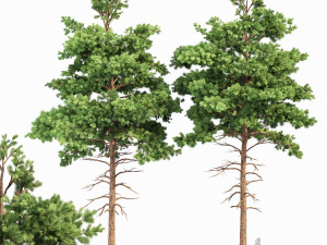 pine 2trees planting whaite 3D Model