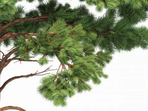 pine 2trees planting whaite 3D Model
