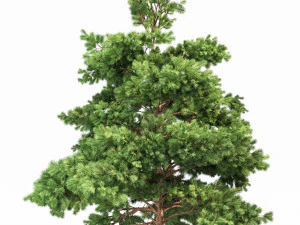 pine 2trees planting whaite 3D Model