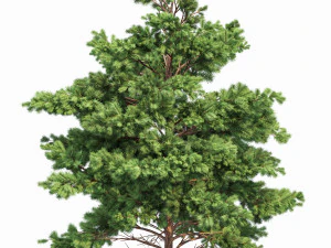 pine 2trees planting whaite 3D Model