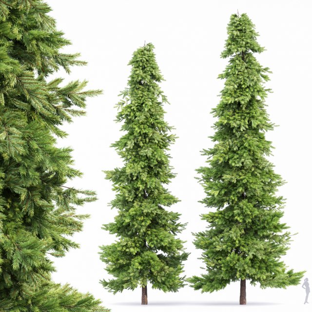 spruce 2trees 3D Модель .c4d .max .obj .3ds .fbx .stl .blend 