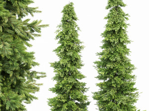spruce 2trees 3D Model