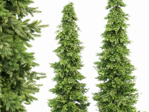 Fichte 2Bäume 3D Modell