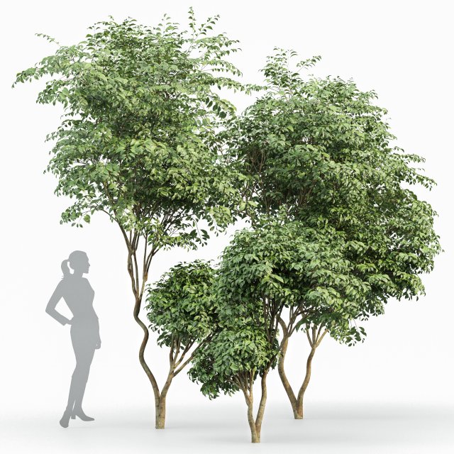 beautiful 3trees japanese cherry leaf 3D Model .c4d .max .obj .3ds .fbx .stl .blend 