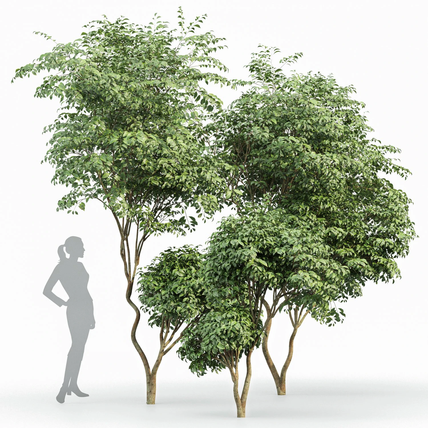 beautiful 3trees japanese cherry leaf 3D Model .c4d .max .obj .3ds .fbx .stl .blend