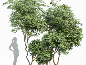 hermosa hoja de cerezo japon&eacute;s de 3 &aacute;rboles Modelo 3D