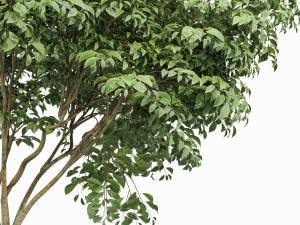 beautiful 3trees japanese cherry leaf 3D Model