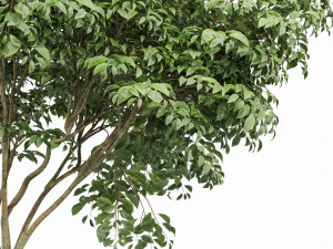 beautiful 3trees japanese cherry leaf 3D Model