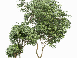 beautiful 3trees japanese cherry leaf 3D Model