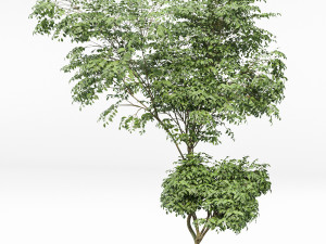 beautiful 3trees japanese cherry leaf 3D Model