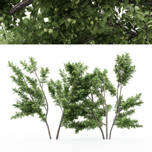 2 diffrent tree common hazel 3D 모델 .c4d .max .obj .3ds .fbx .stl .blend 