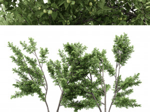 2 diffrent tree common hazel 3D Model