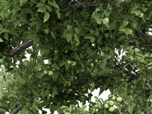 2 &aacute;rboles diferentes de avellano com&uacute;n Modelo 3D